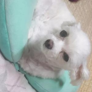 흰색말티즈찾아요