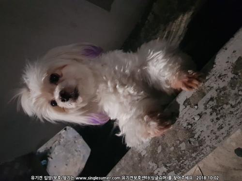 귀 보라색 말티즈