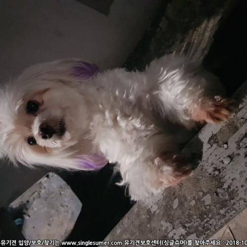 귀 보라색 말티즈