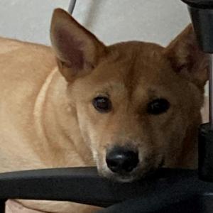 갈색 진돗개 믹스 찾아요