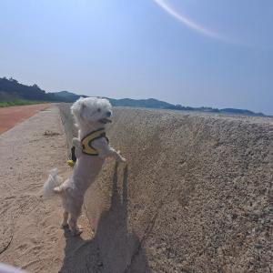흰색말티즈 찾아요. 해제면 슬산마을