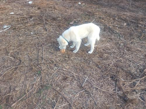 무척산 공터 백구 주인 찾습니다