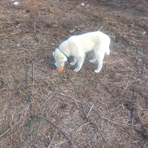 무척산 공터 백구 주인 찾습니다