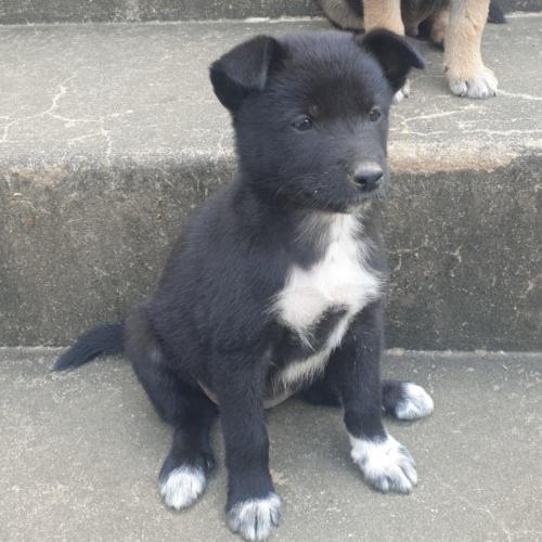 곧 3개월째 되는 강아지 가족이 되어 주세요