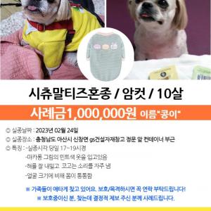 10살된 시츄 콩이를 찾습니다