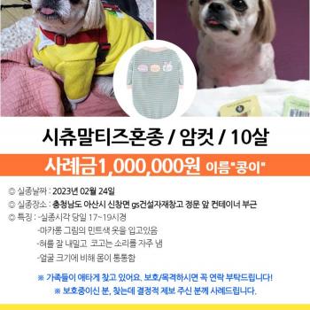 10살된 시츄 콩이를 찾습니다
