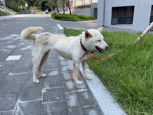 겅아지 주인을 찾습니다