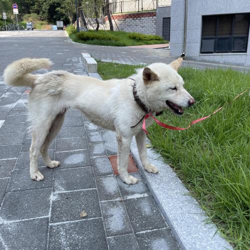 겅아지 주인을 찾습니다