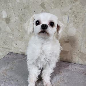 강아지를 찾습니다. (인천 부평구/말티즈)