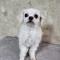 강아지를 찾습니다. (인천 부평구/말티즈)