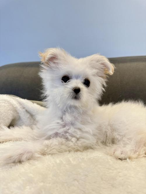 폼숑 책임지고 데려가실분 구해요