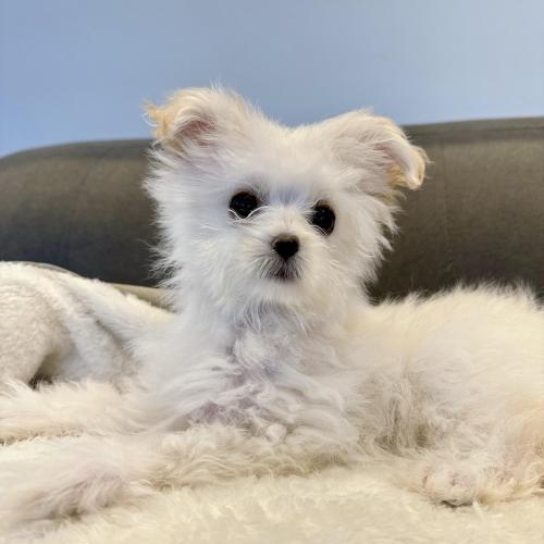 폼숑 책임지고 데려가실분 구해요