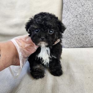 실버말티푸분양 2개월령 진짜 희귀한 모색에 생긴것도 귀여운 공주님