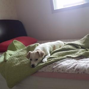 서울시 송파구 방이동 망고 찾아요