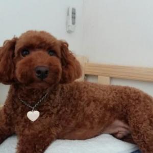 쪼꼬를 찾습니다~