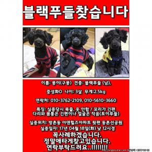 우리몽이를찾아요 블랙푸들 대구