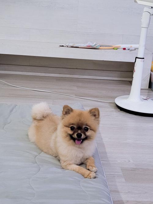 포메 여아 분양보내요