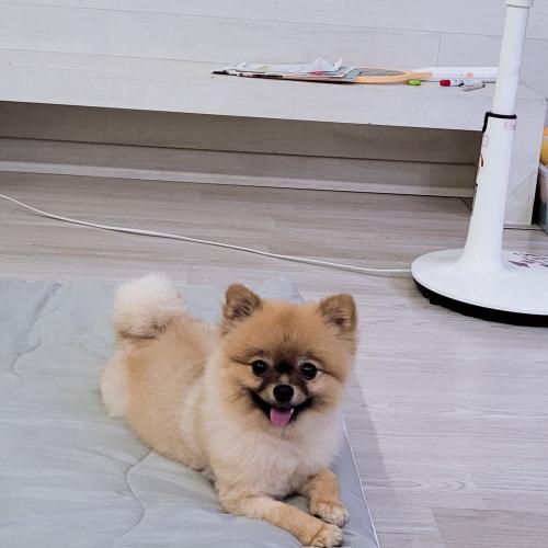 포메 여아 분양보내요