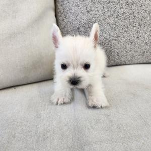화이트테리어분양 2개월령 왕자님 모량 많고 귀 쫑긋 웨스티분양