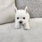 화이트테리어분양 2개월령 왕자님 모량 많고 귀 쫑긋 웨스티분양