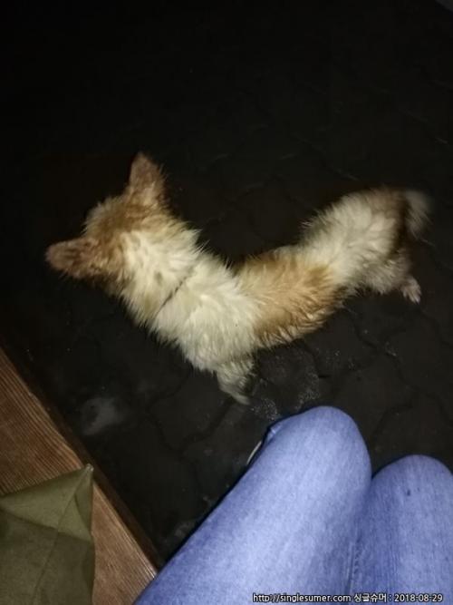 경기도 가평 / 주인찾아요