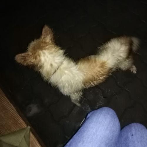 경기도 가평 / 주인찾아요