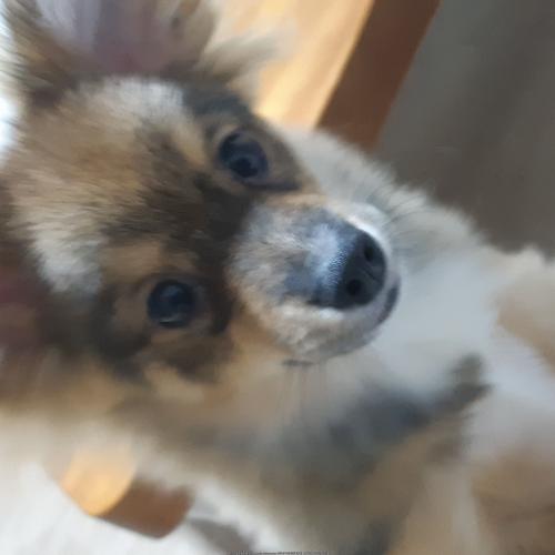 폼피츠 갈색아이 분양하실분 찾습니다