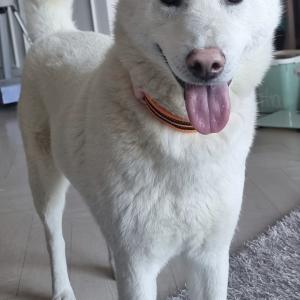 진돗개를 찾습니다