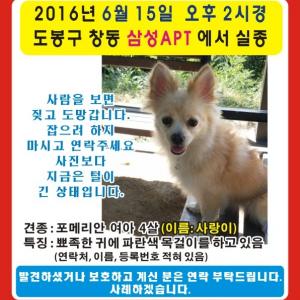 도봉구 창동에서 잃어버린 포메리안을 찾습니다