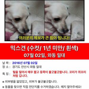 안산시 단원구 와동)) 우리 하양이를 찾습니다!!!