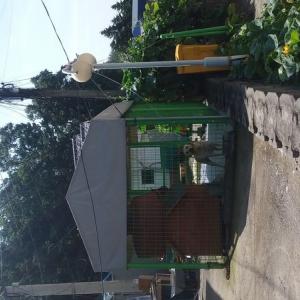 진도개 어미개 케리 찾습니다