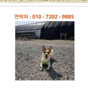 믹스견 외식코기.비글 믹스견입니다.