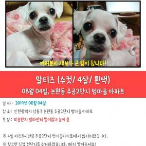 4일에 잃어버린 쩡이를 찾습니다