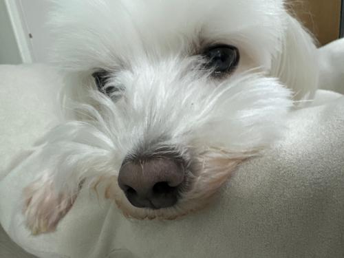 말티즈 무료분양