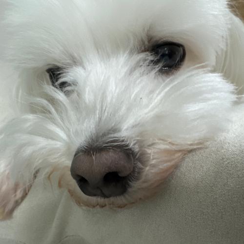 말티즈 무료분양