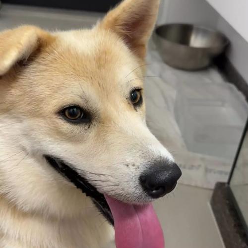 사람을 좋아하는 순한 중형견 평생 가족 찾아요