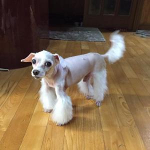 서울 용산구 흰색 말티즈 강아지 찾습니다.