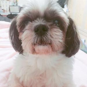 인천작전동에서 집나간 시츄찾아요