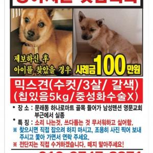 갈색믹스견 찾습니다.