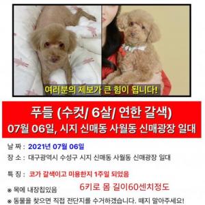 푸들 콩이를 찾습니다