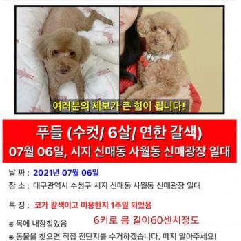 푸들 콩이를 찾습니다