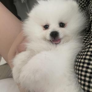 폼피츠 남아 3개월  분양해요