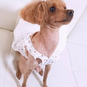 안앙 갈색토이푸들 찾습니다