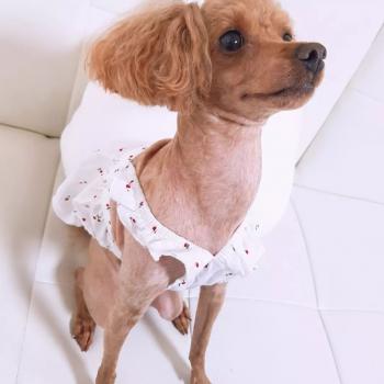 안앙 갈색토이푸들 찾습니다