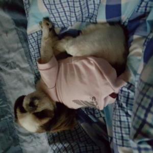 (찾음)시츄 여아 찾아요