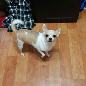 강아지를 찾습니다..