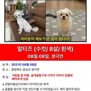 (충북/음성)말티즈를 찾아요