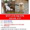 (충북/음성)말티즈를 찾아요