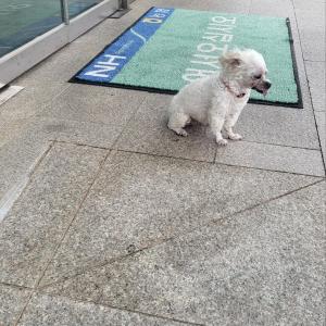 목포대성농협앞 유기견있어요