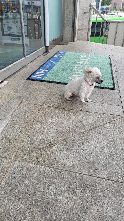목포대성농협앞 유기견있어요